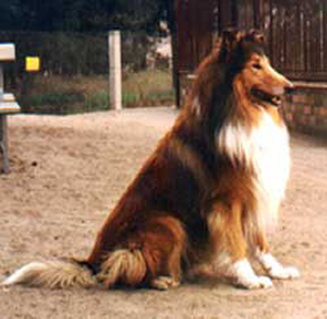 Tom von Belvedere Tom von Belvedere