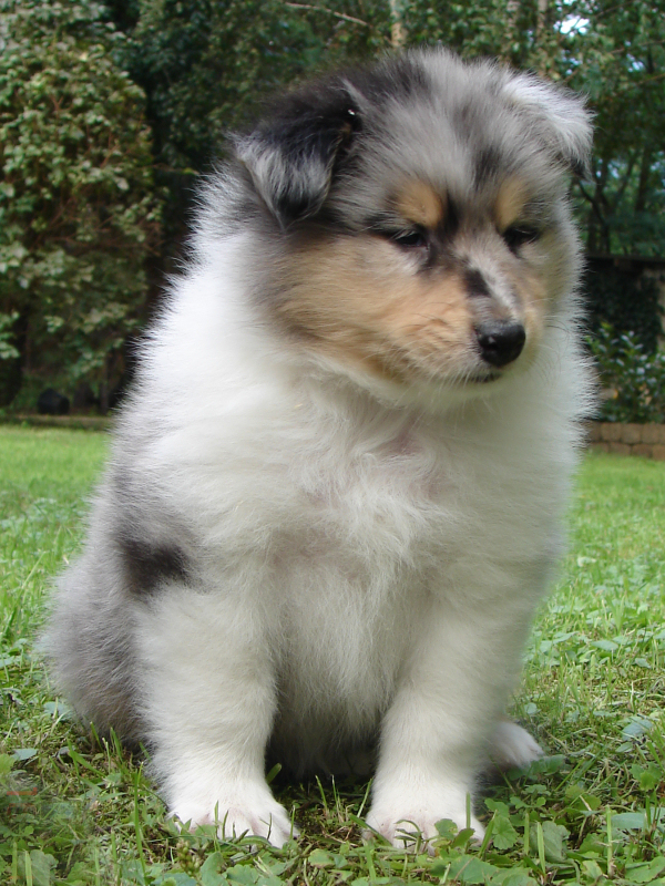 Saphir Blue Eyes Saphir Blue Eyes