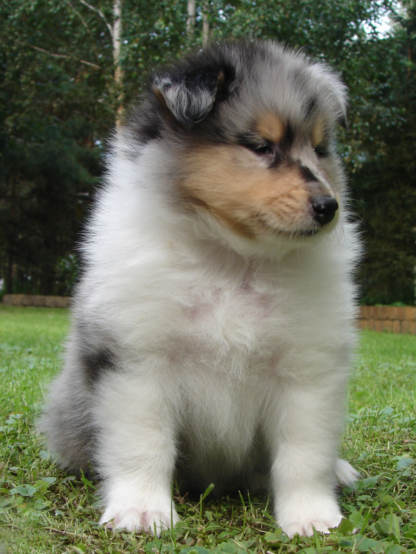 Saphir Blue Eyes Saphir Blue Eyes