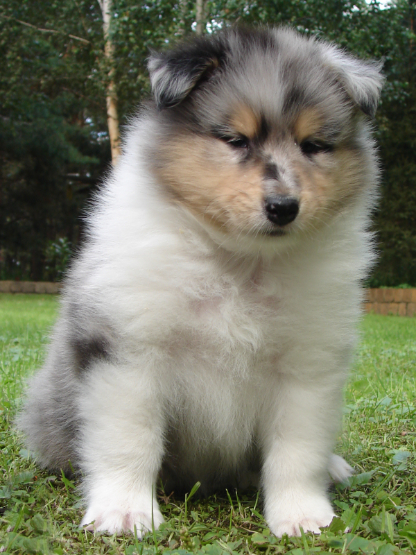 Saphir Blue Eyes Saphir Blue Eyes