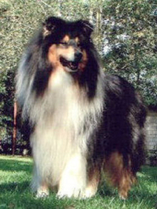 tortie 01 tortie 01